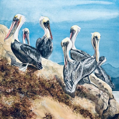 Pacific Coast Pelicans