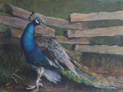 Resident Peacock