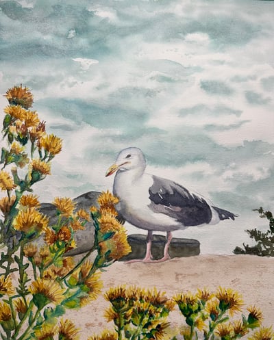 California Gull