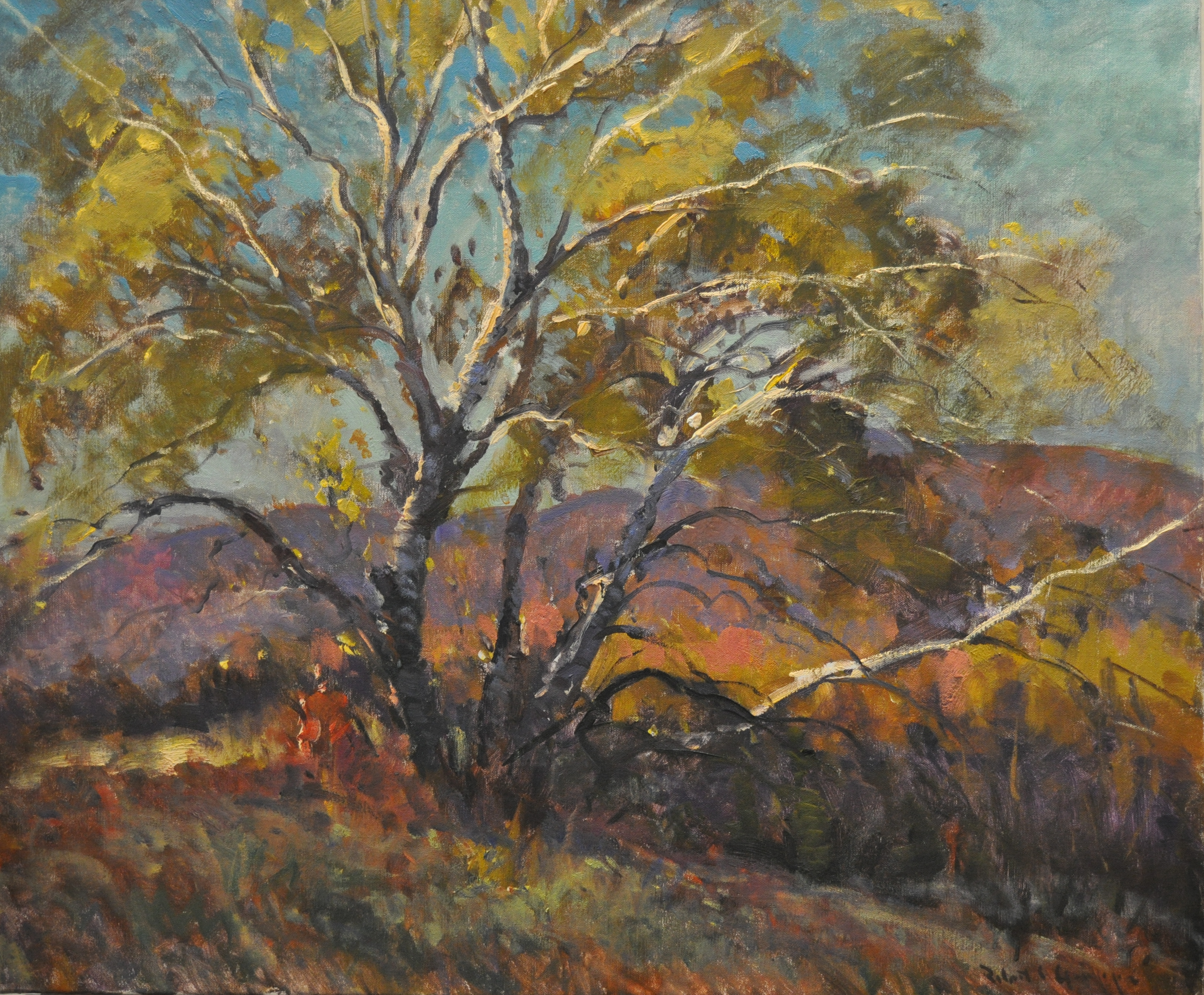 Birch Trees on the Hill Side