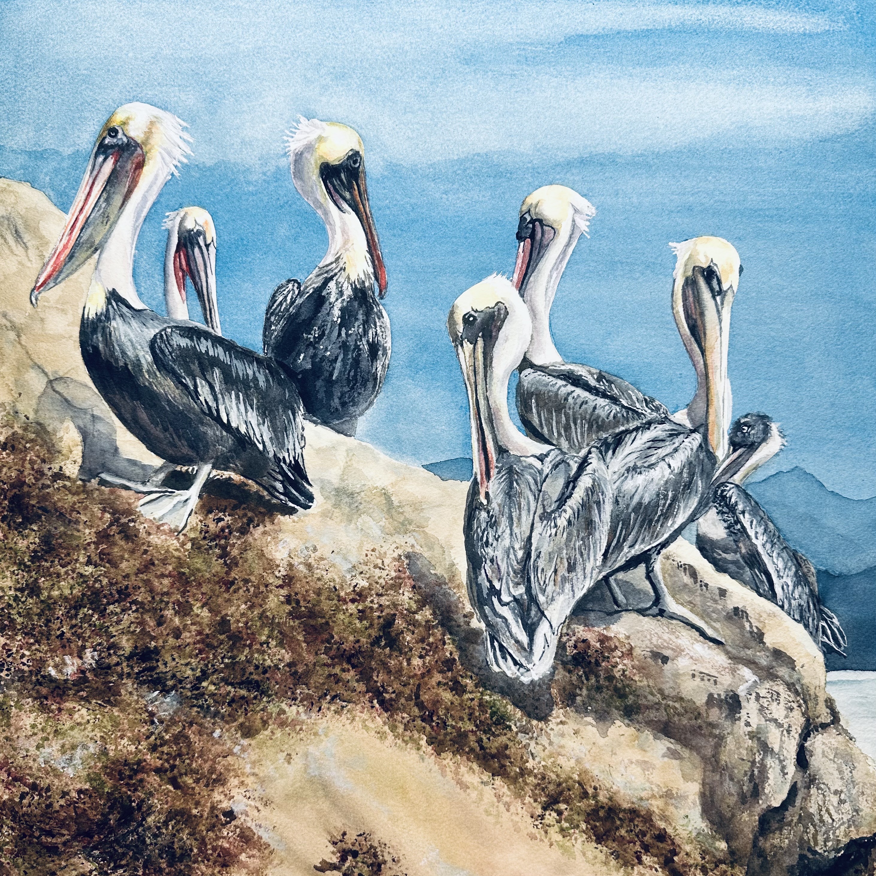 Pacific Coast Pelicans