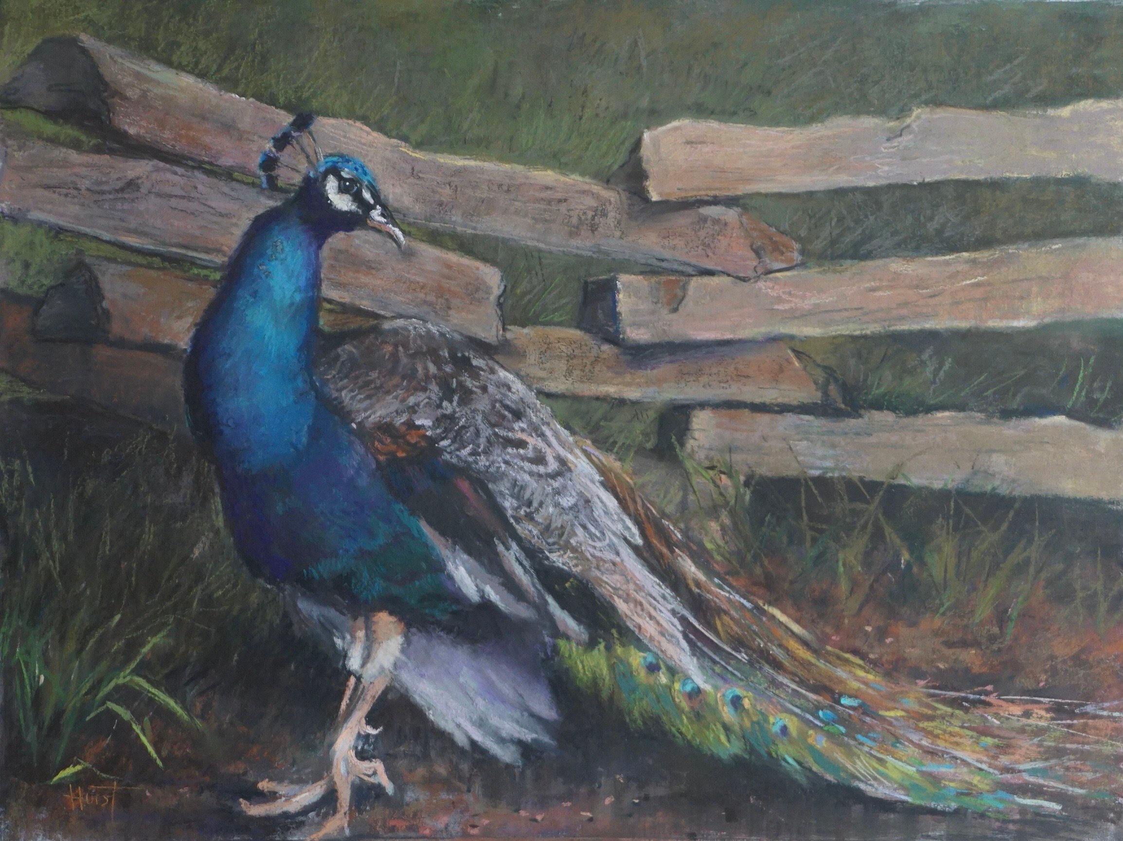Resident Peacock