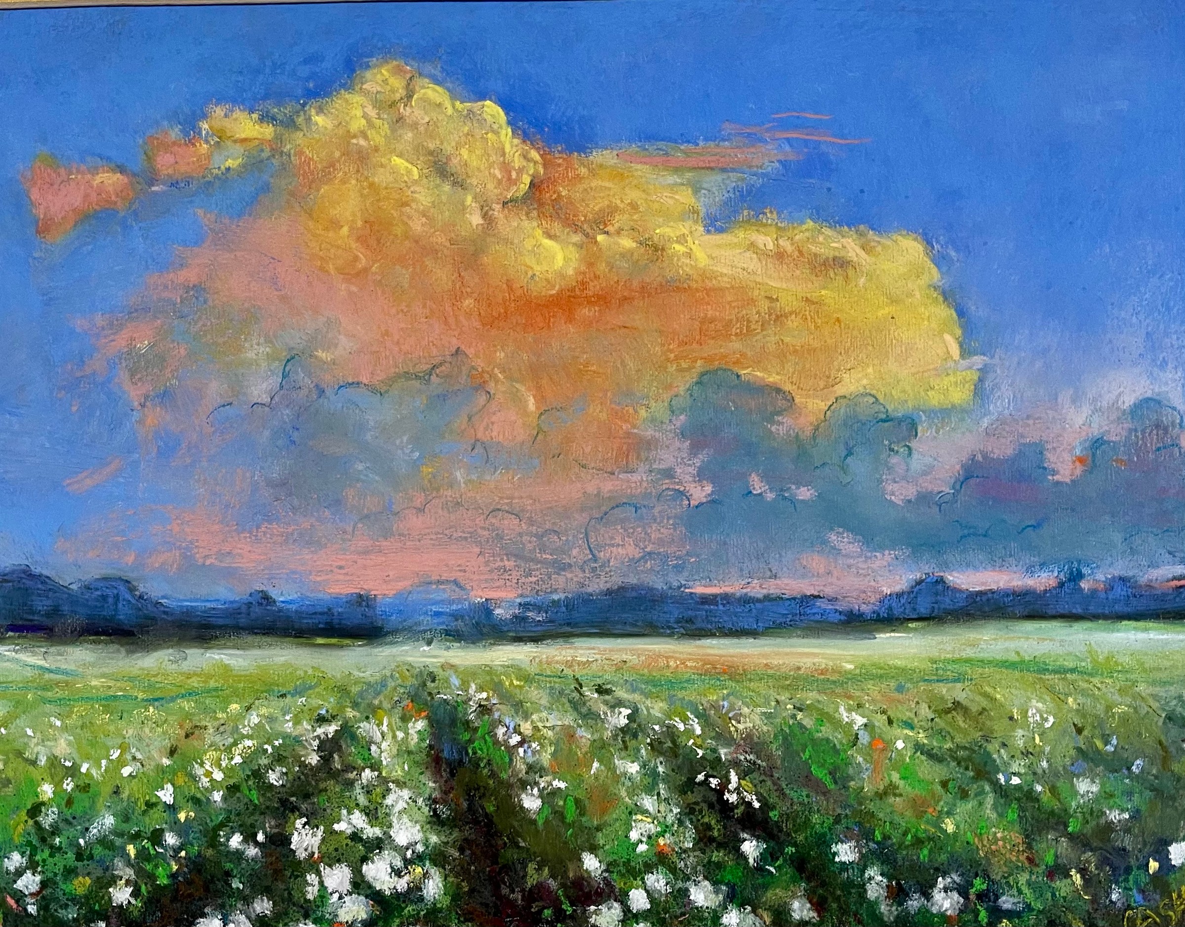 Cotton at Scott