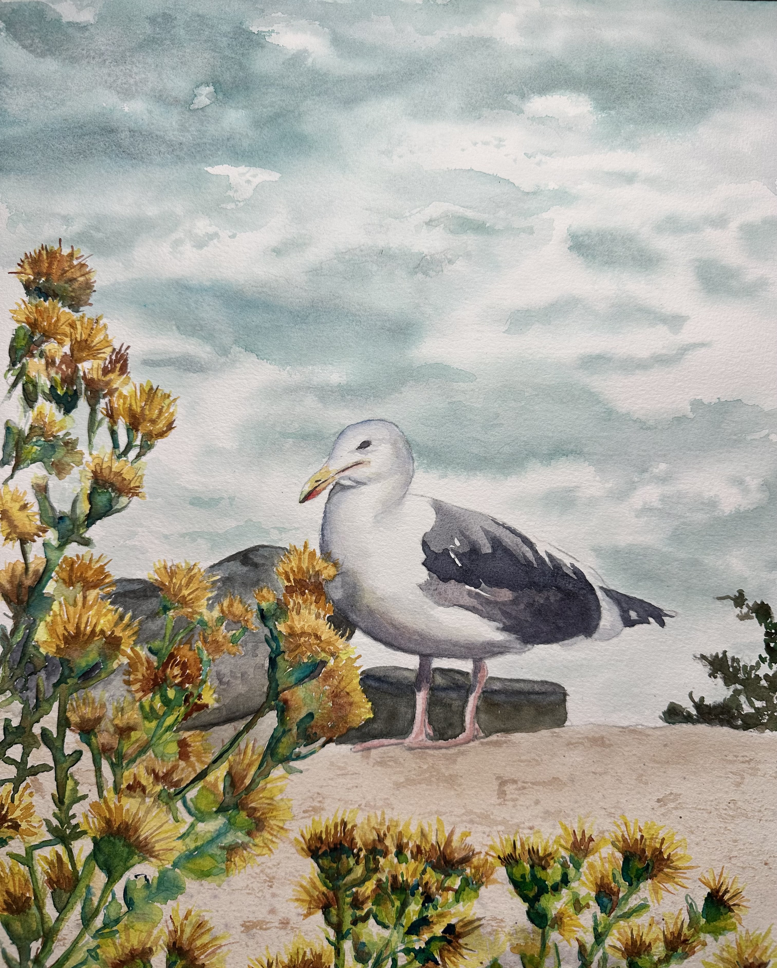 California Gull